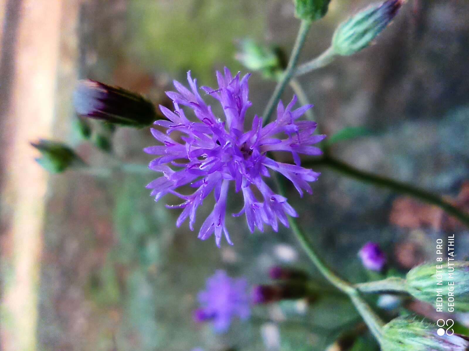 Image of ironweed