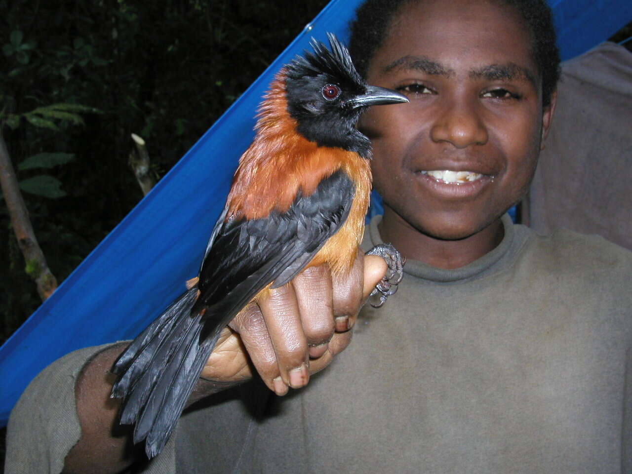 Image of Hooded Pitohui