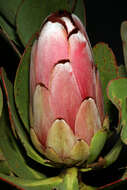 Image of Protea stokoei Phillips