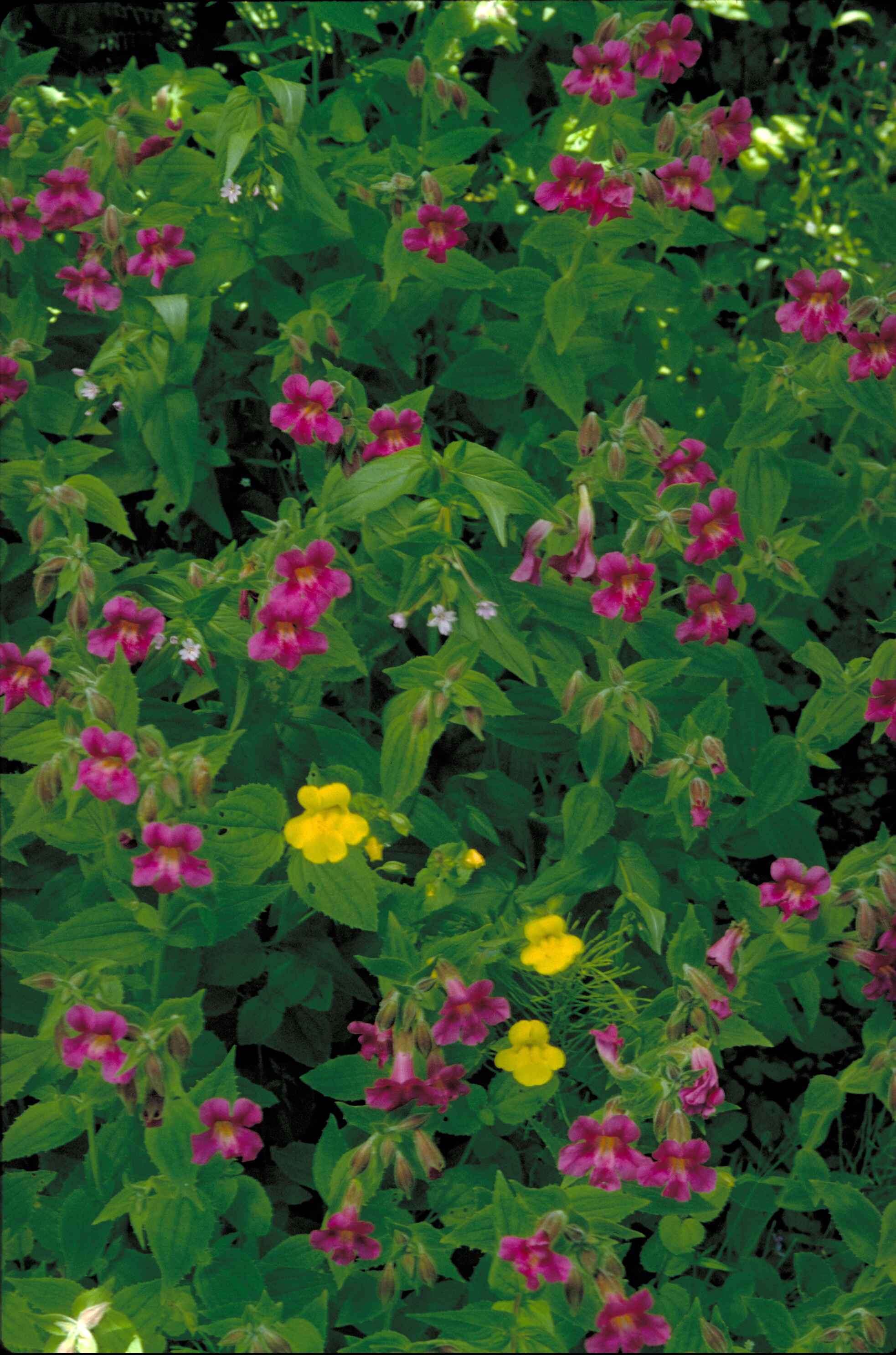 Image of Allegheny monkeyflower