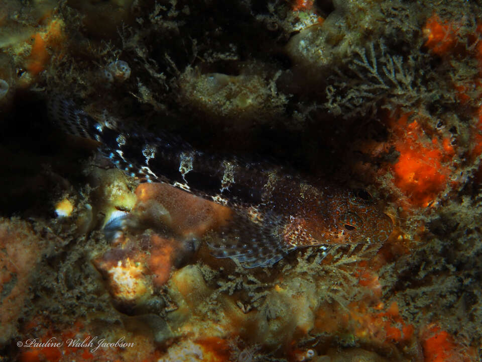 Image of Barred Blenny