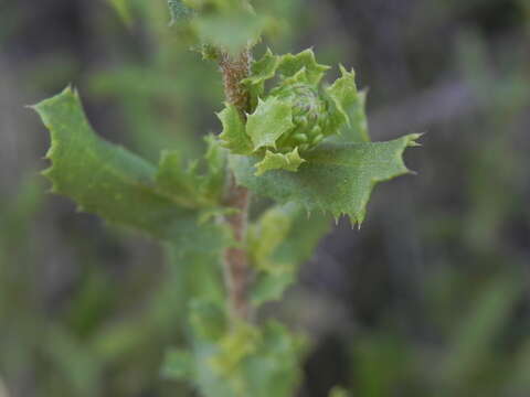 Image of Hazardia berberidis (A. Gray) Greene