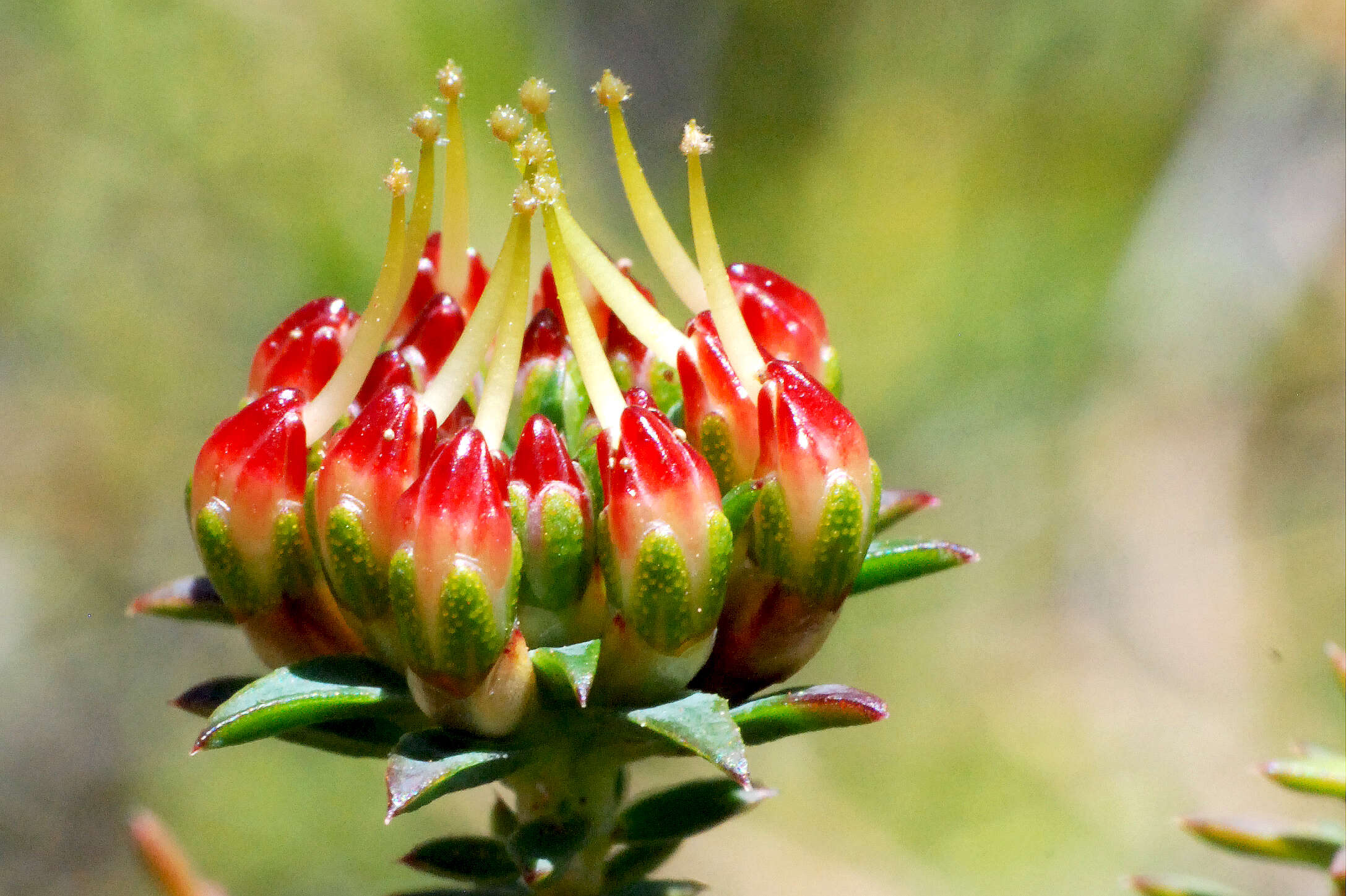 Image of Darwinia hortiorum K. R. Thiele