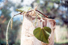 Image of Aristolochia didyma S. Moore