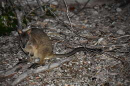 Image of Unadorned Rock Wallaby