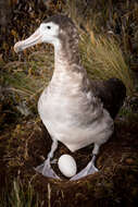 Amsterdam albatrosu resmi