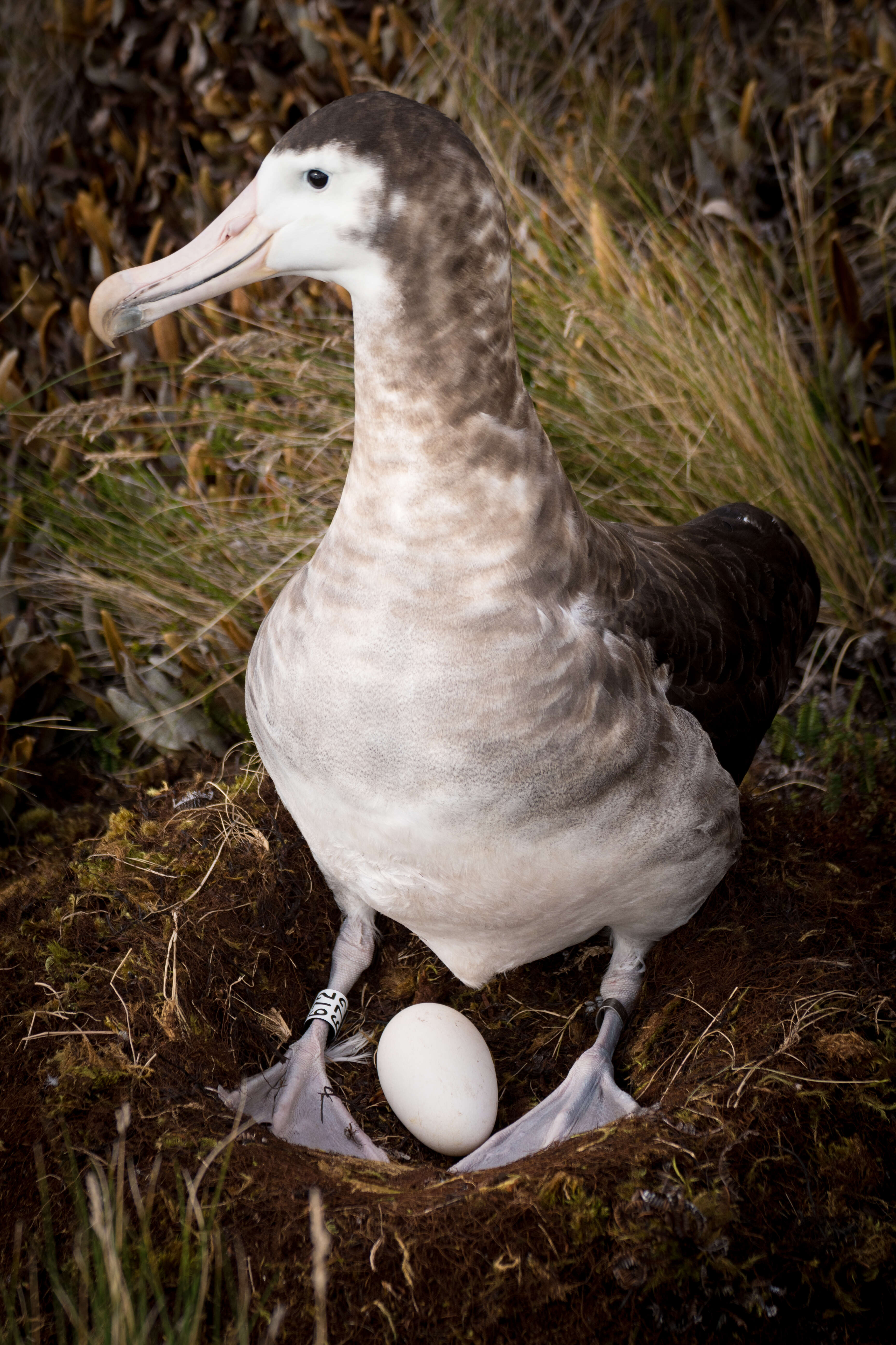 Image of Amsterdam Albatross