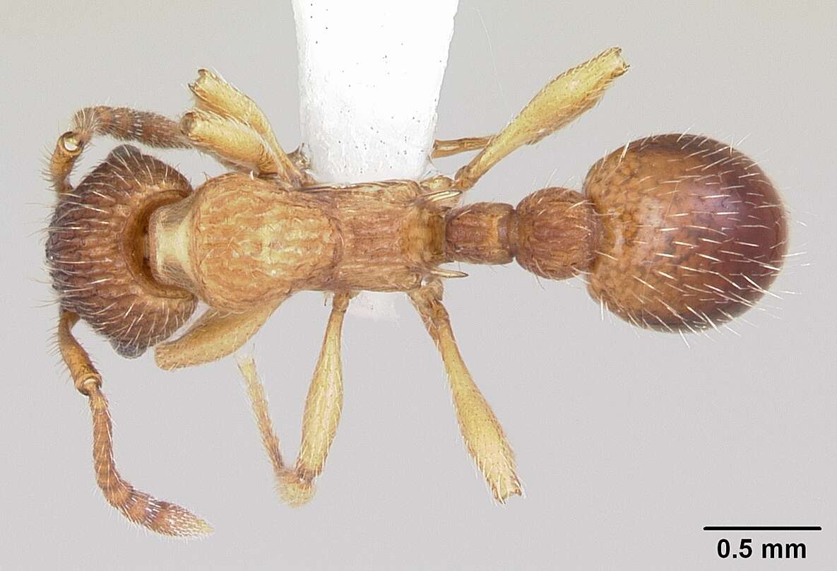 Image of Myrmica pinetorum Wheeler 1905