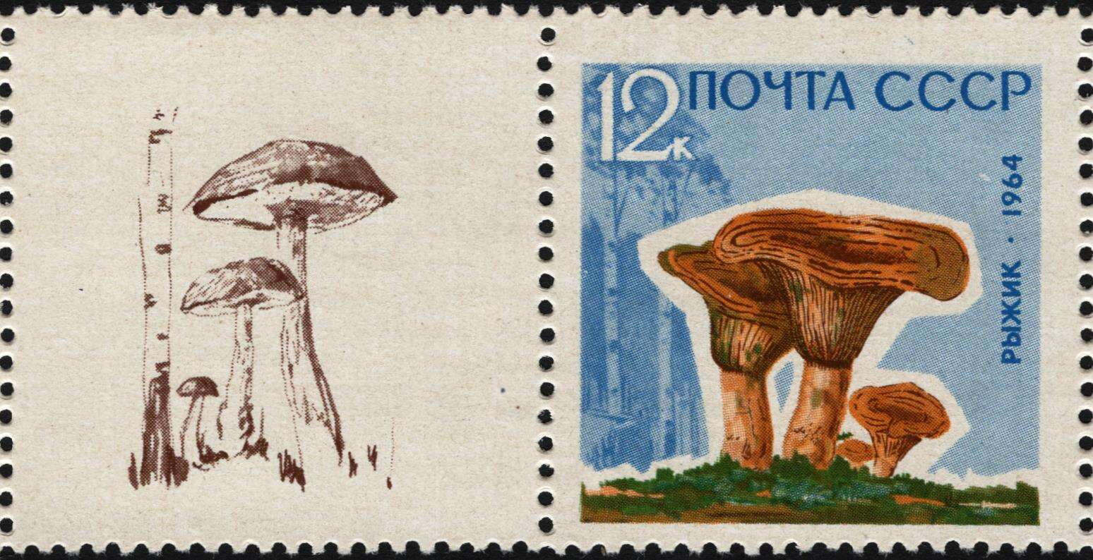 Image of Leccinum scabrum (Bull.) Gray 1821