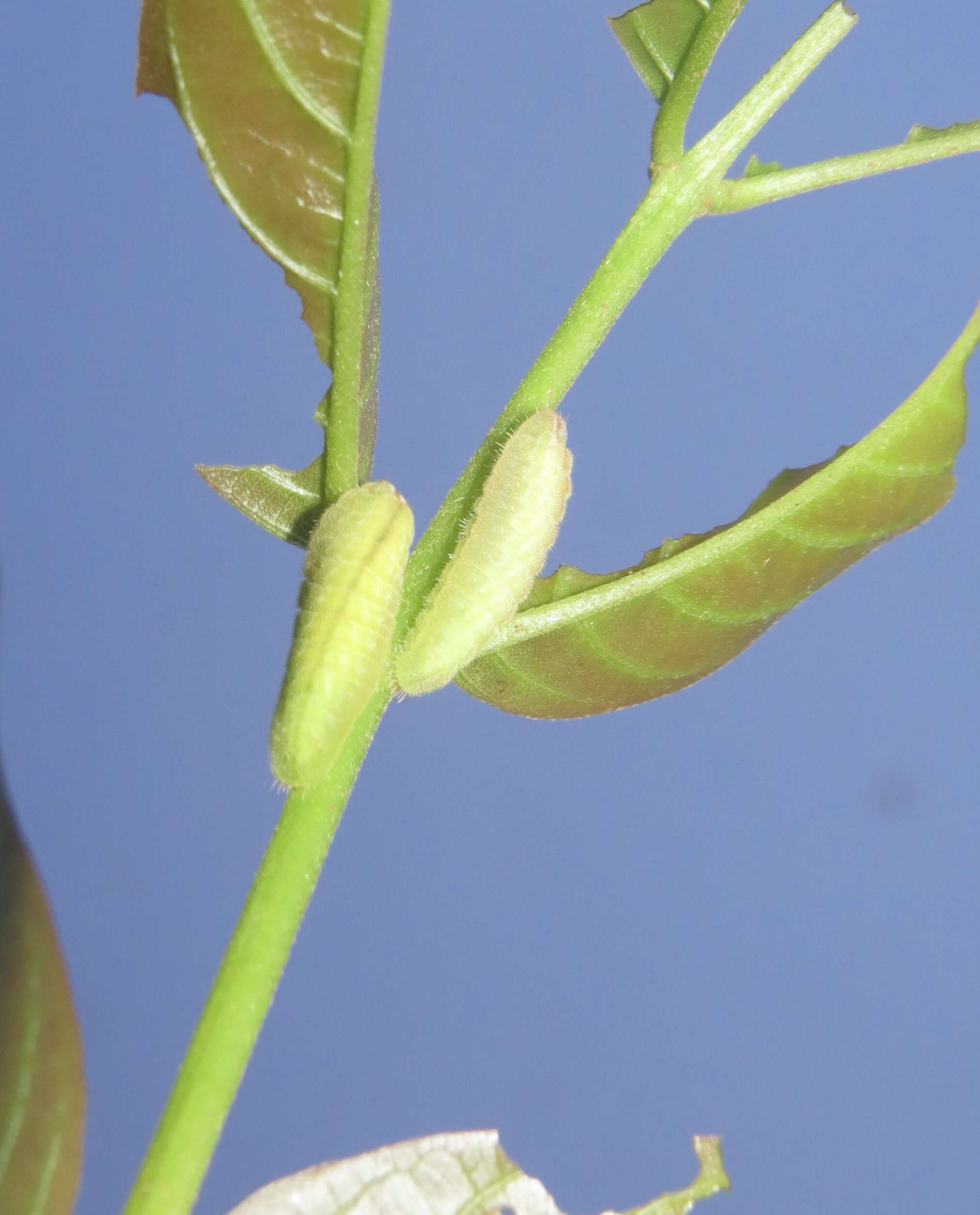 Слика од Xylia xylocarpa (Roxb.) Taub.