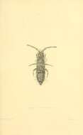Image of Entomobrya lanuginosa (Nicolet & H 1842)