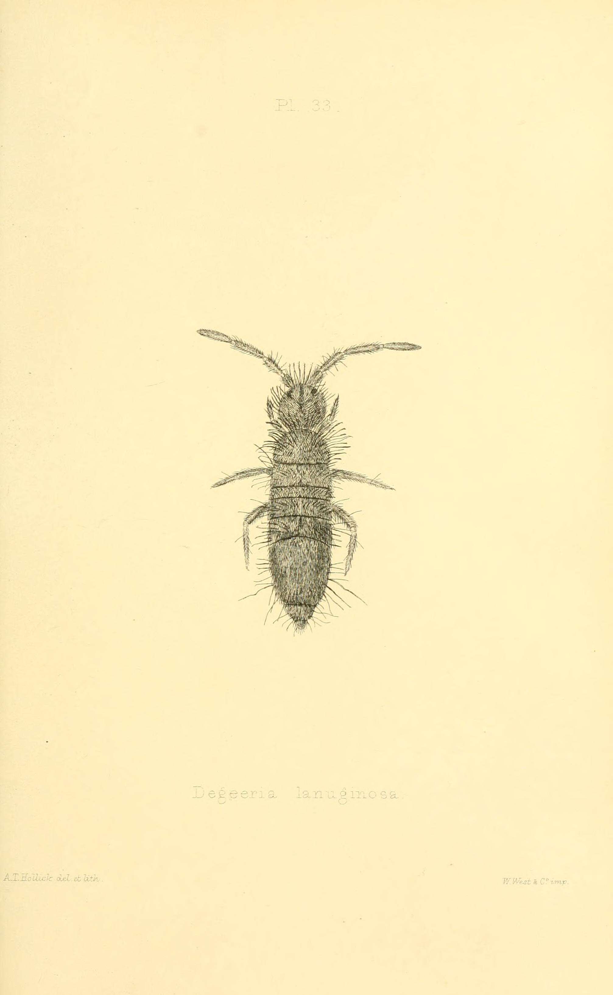 Image de Entomobrya lanuginosa (Nicolet & H 1842)