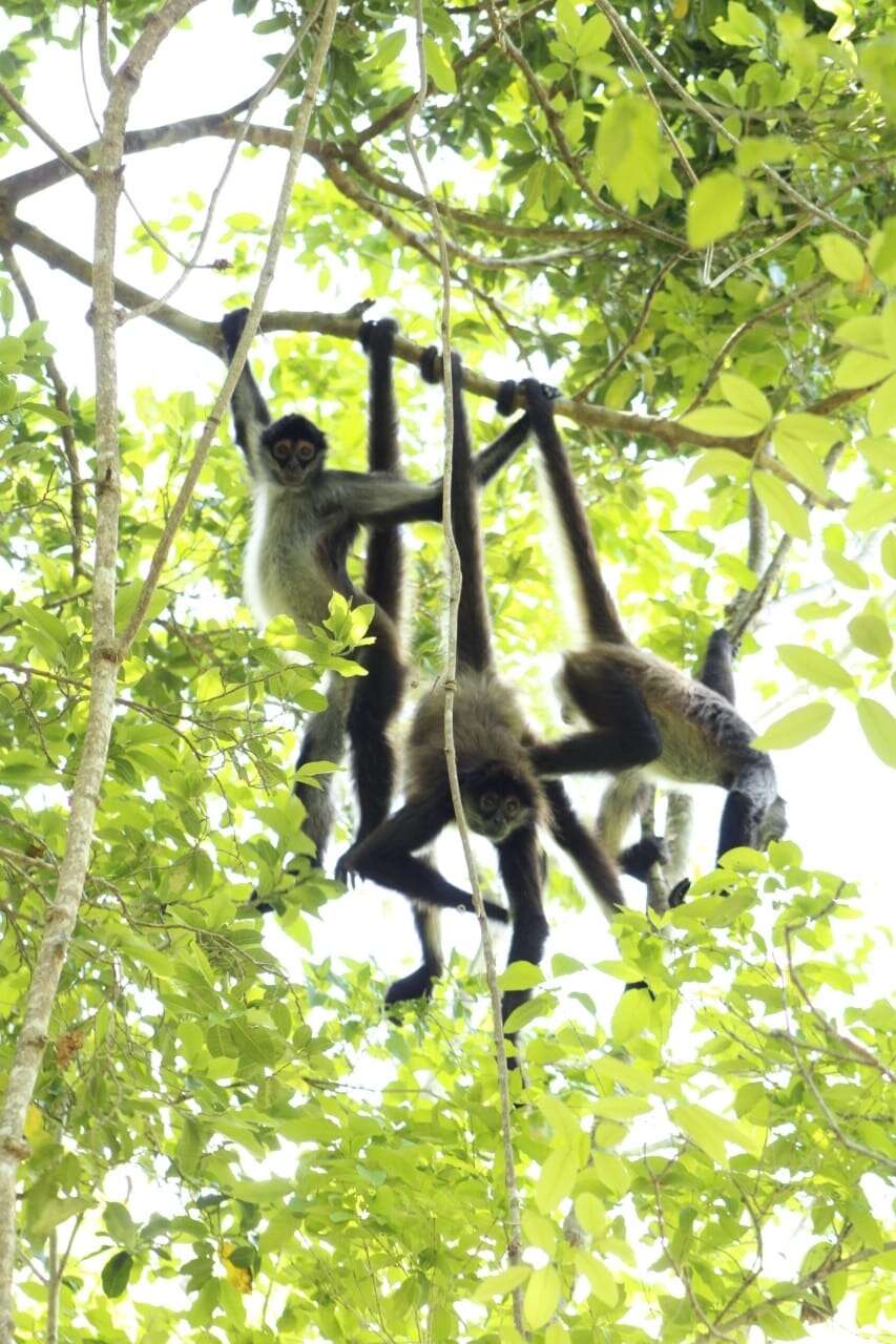 Image of Mexican spider monkey