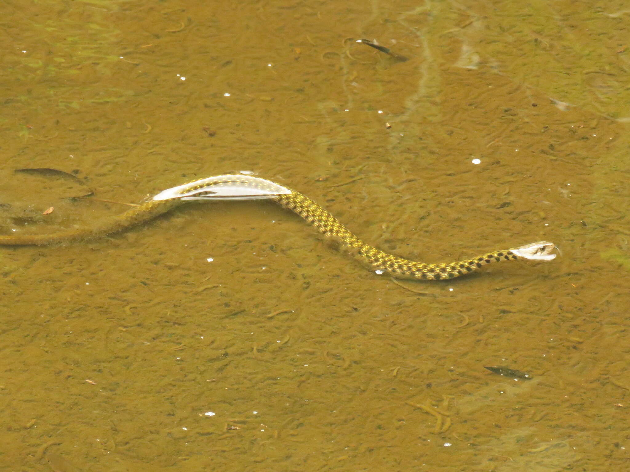 Image of Fowlea flavipunctatus