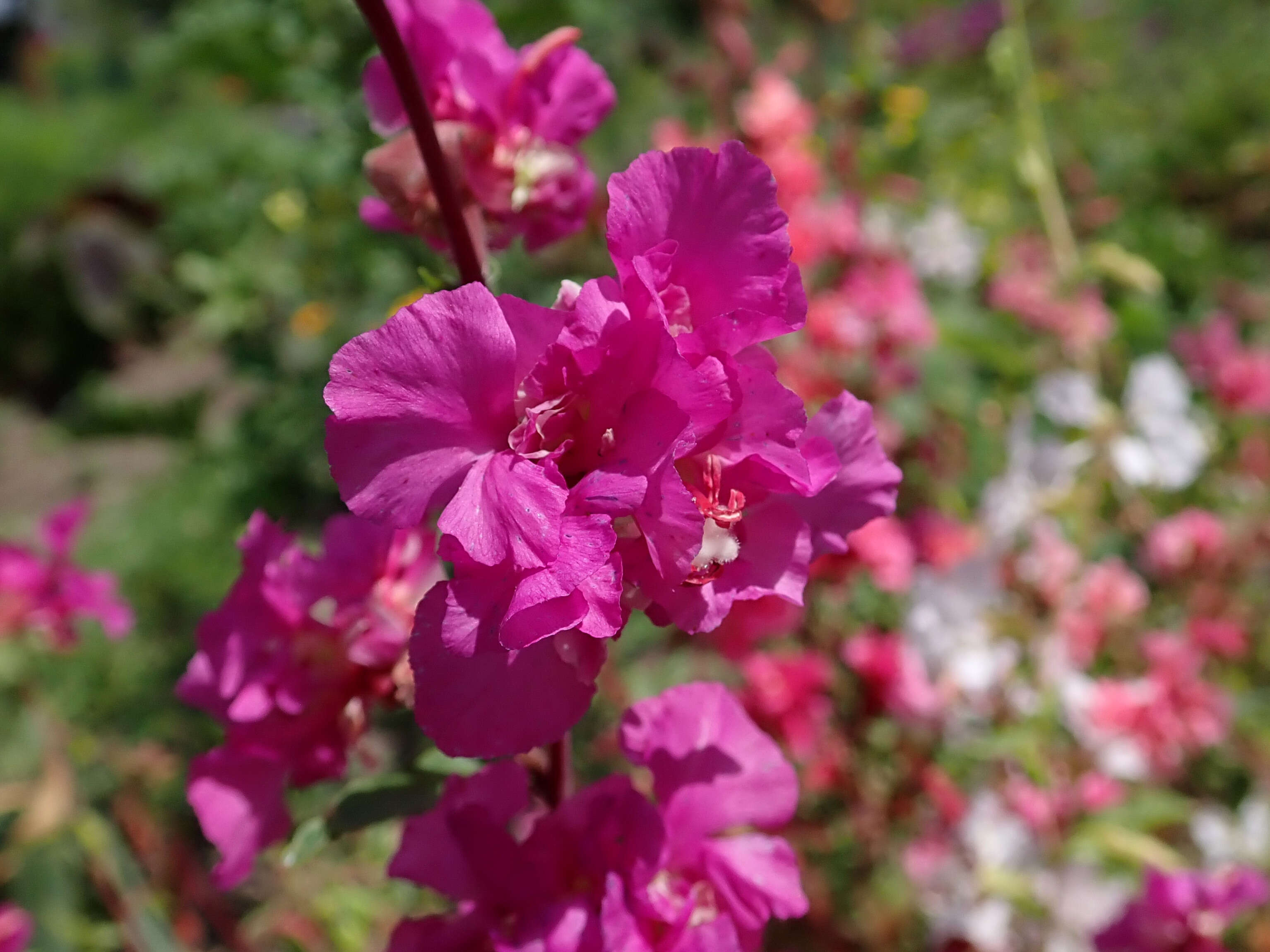 Image of elegant clarkia