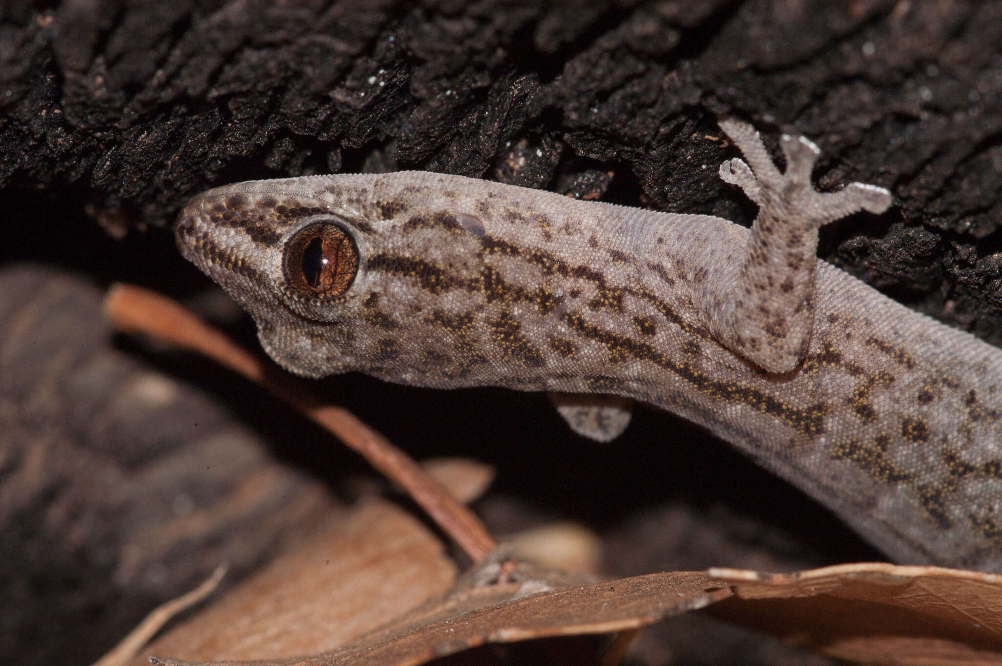 Image of Gehyra versicolor Hutchinson, Sistrom, Donnellan & Hutchinson 2014