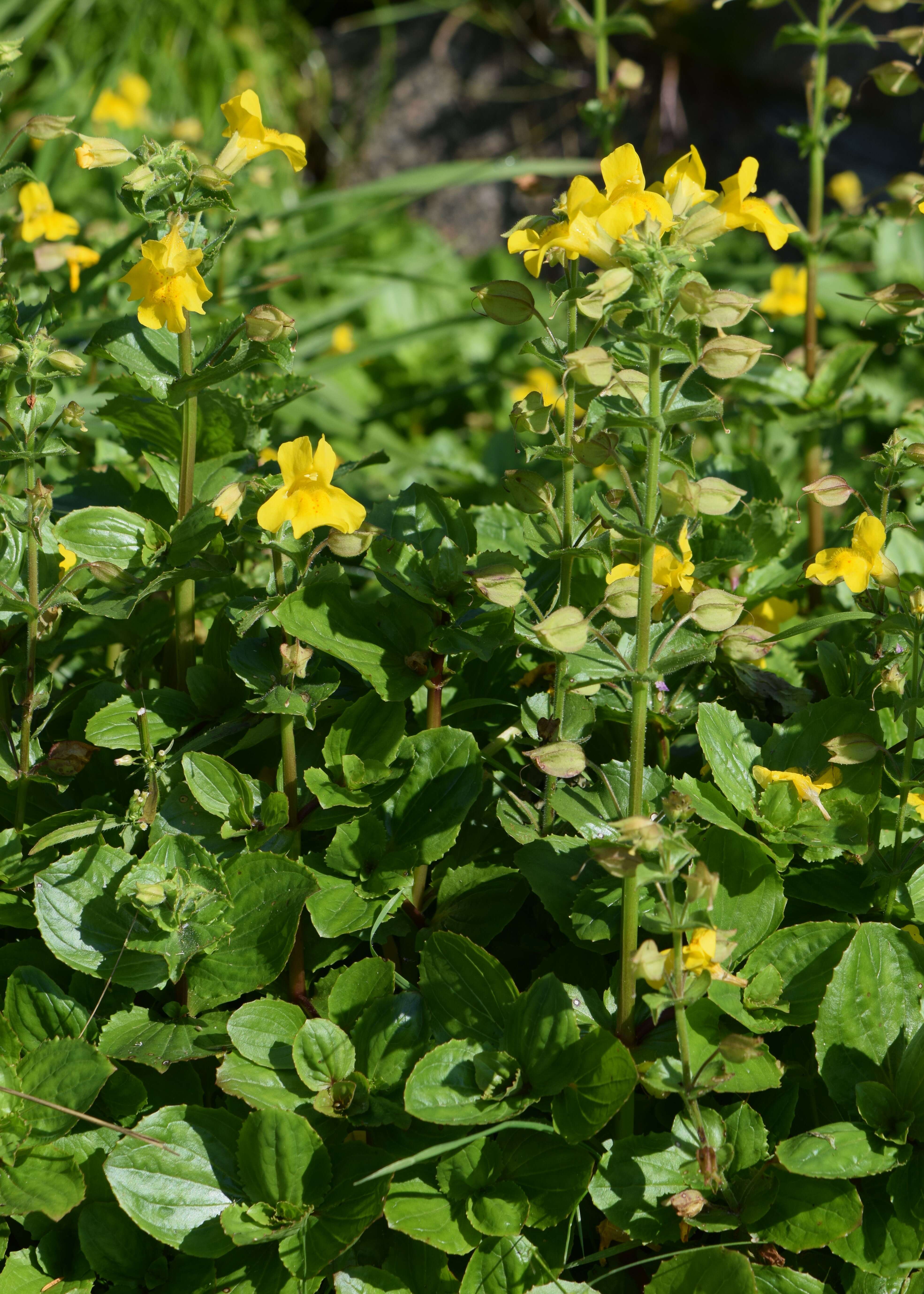 Image of Erythranthe guttata (DC.) G. L. Nesom