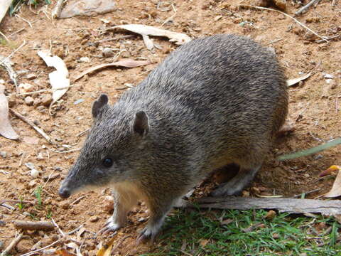 Image of Nuyts Southern Brown Bandicoot