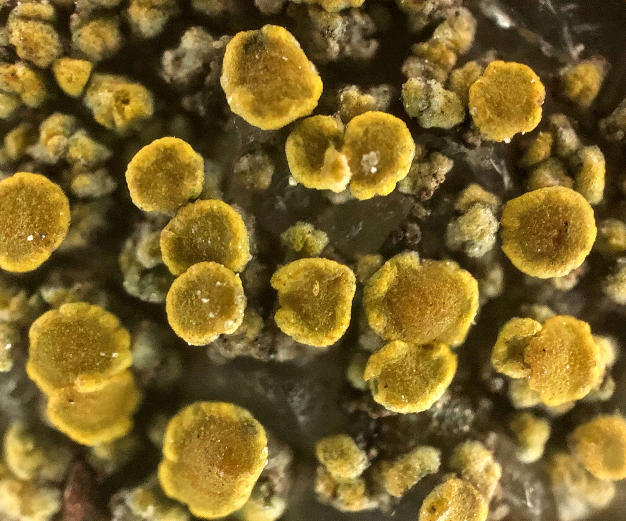 Image of Hidden goldspeck lichen