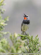 Image of Himalayan Rubythroat