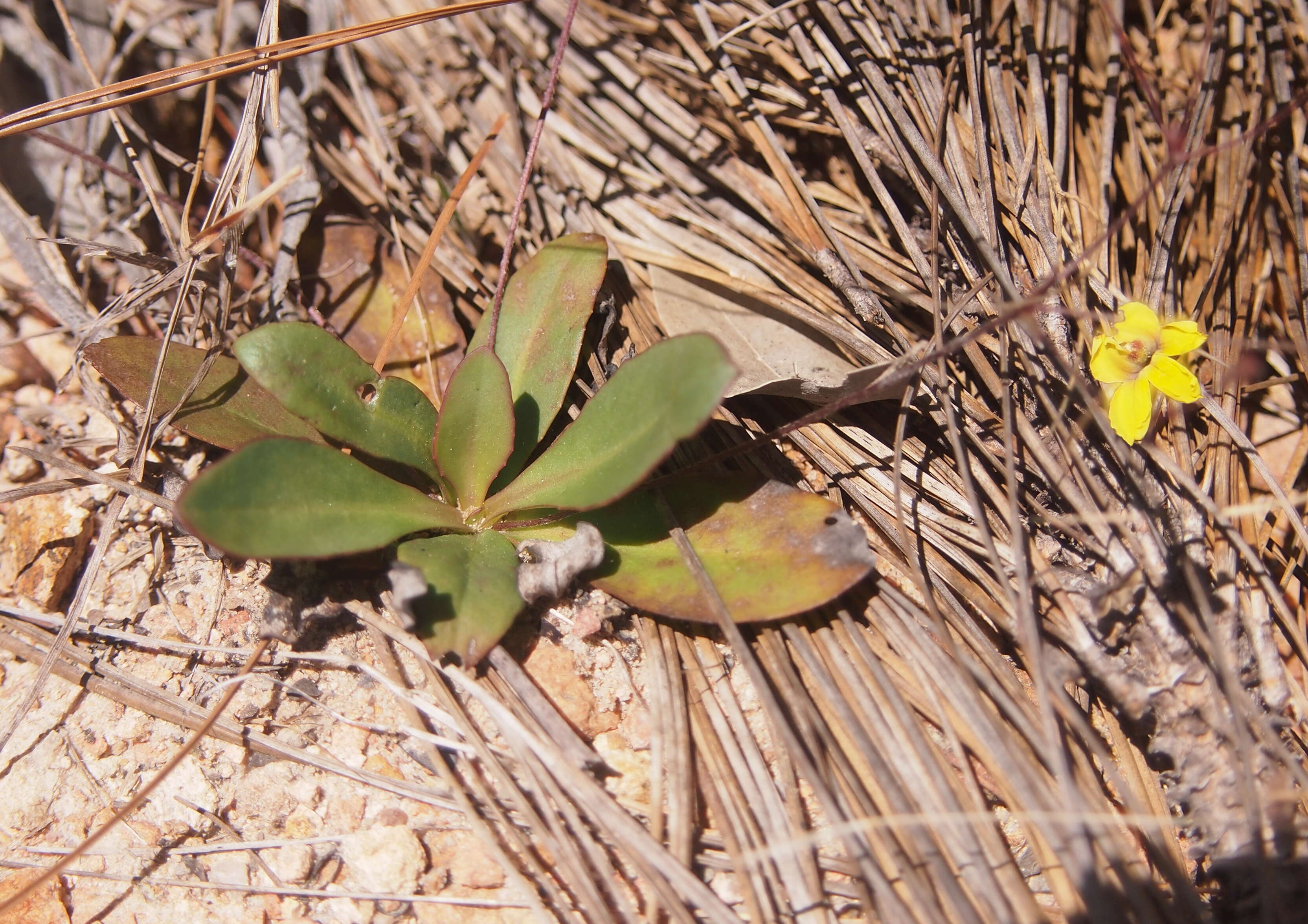 Image of Goodenia mystrophylla