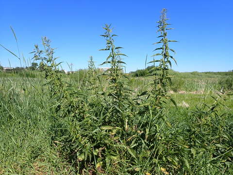 Слика од Urtica gracilis subsp. gracilis