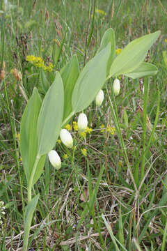 Image of Angular Solomon's Seal