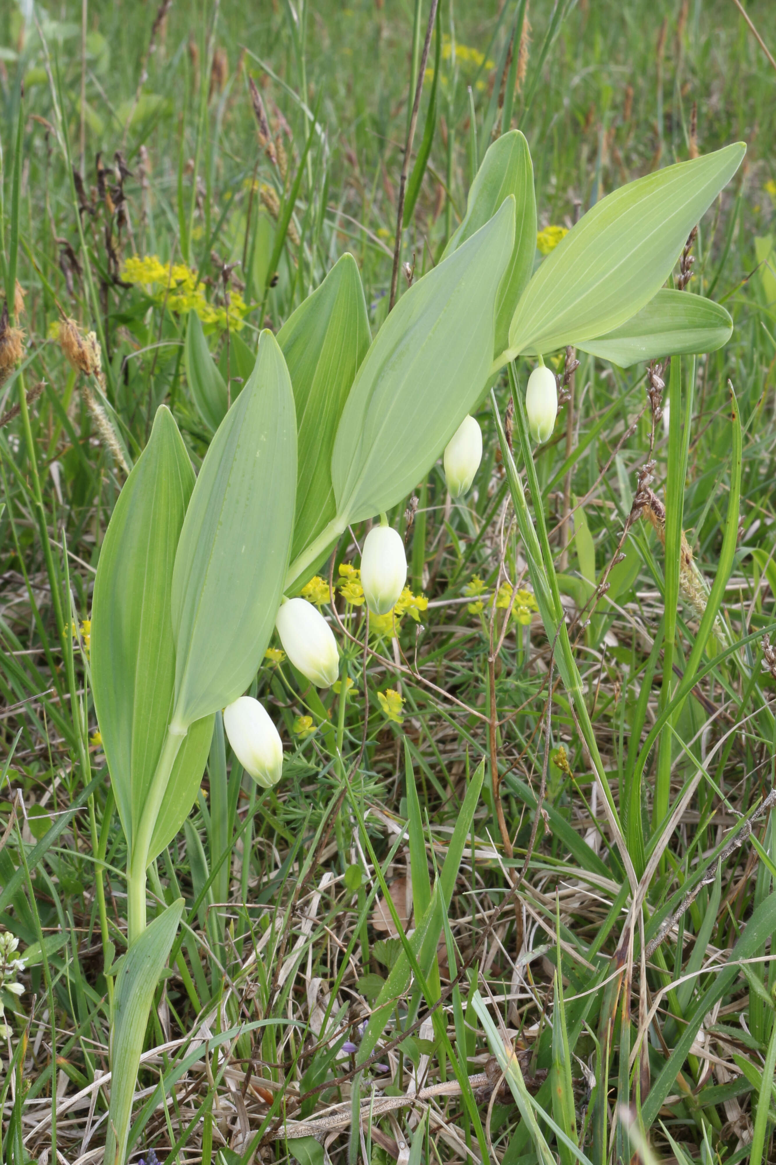 Image of Angular Solomon's Seal