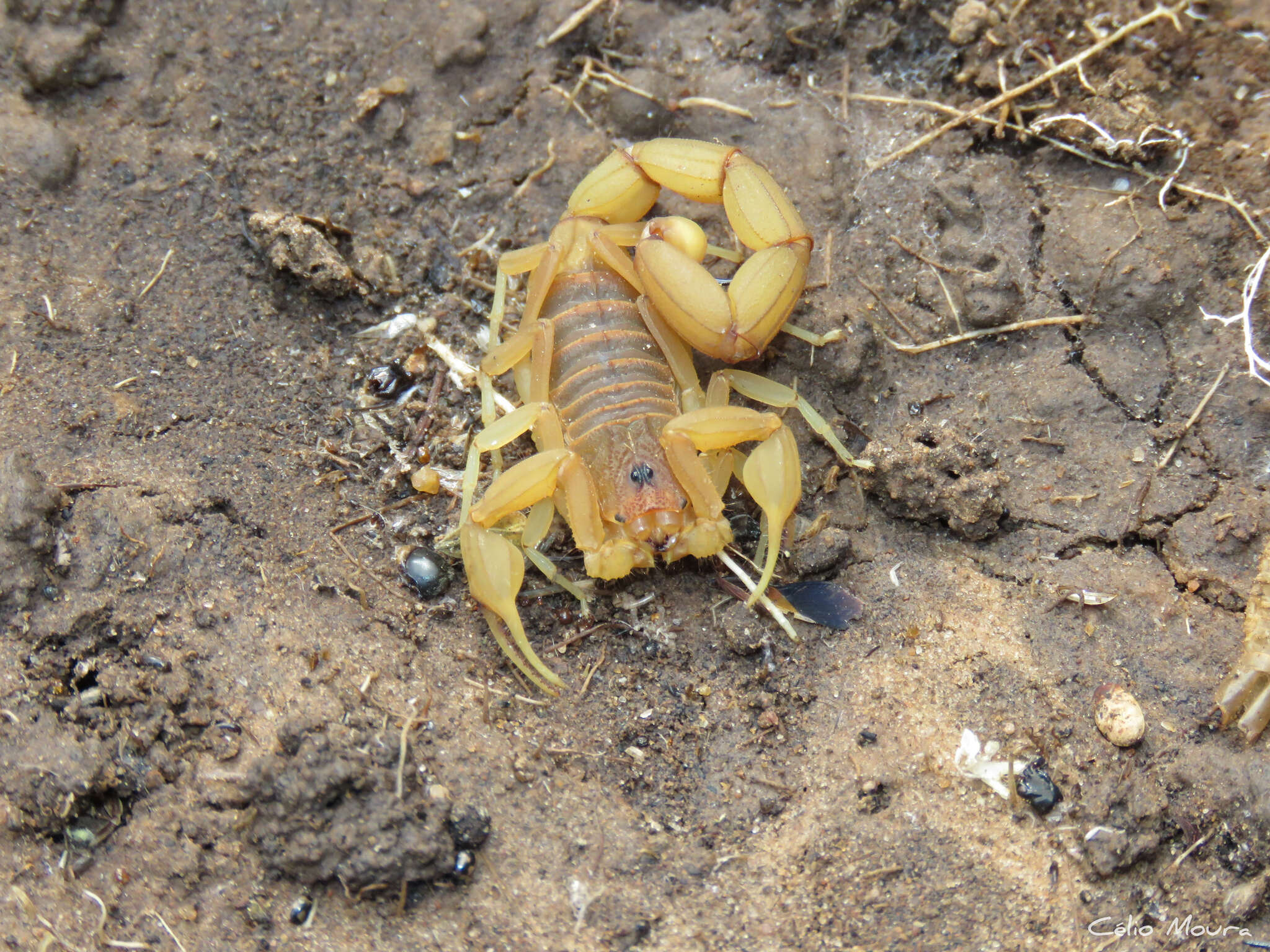 Image of fat-tailed scorpions