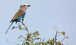 Image of Lilac-breasted Roller