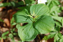 Image of herb Paris