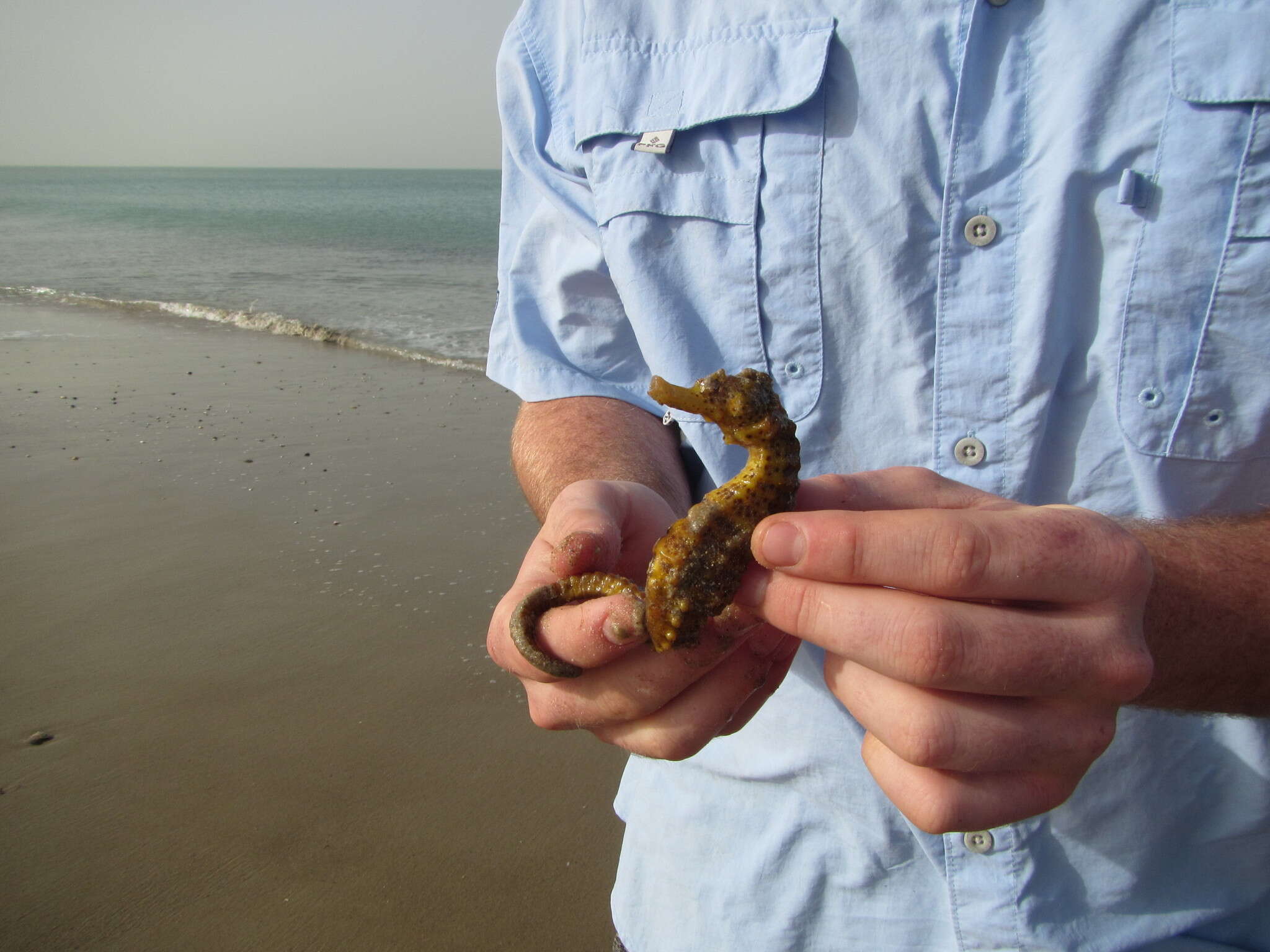 Image of West African Seahorse