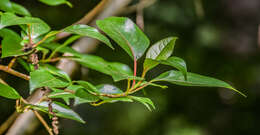 Image of Yunnan poplar