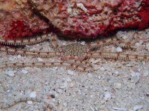 Image of Reticulated brittle star