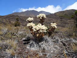 Image de Helichrysum mannii Hook. fil.