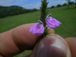 Image of Justicia adscendens subsp. adscendens