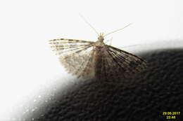 Image of twenty-plume moth