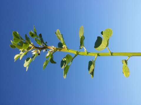 Image of Broad Bean