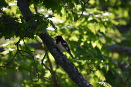 Image of Rose-breasted Grosbeak