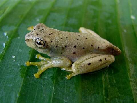 Image of Chirique-Flusse Treefrog