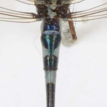 Image of Austrolestes aleison Watson & Moulds 1979