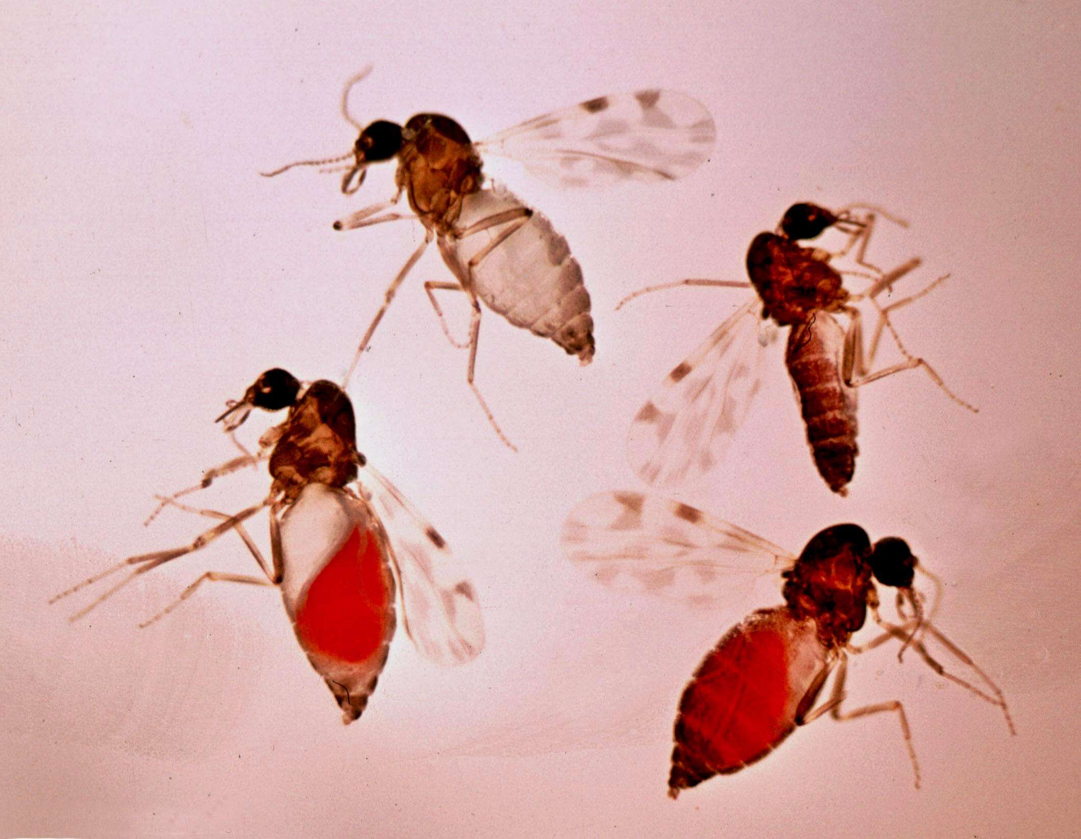 Image of Culicoides imicola (Kieffer 1913)