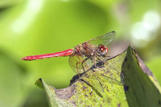 Image of Cardinal Meadowhawk