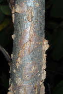 Image of cork elm