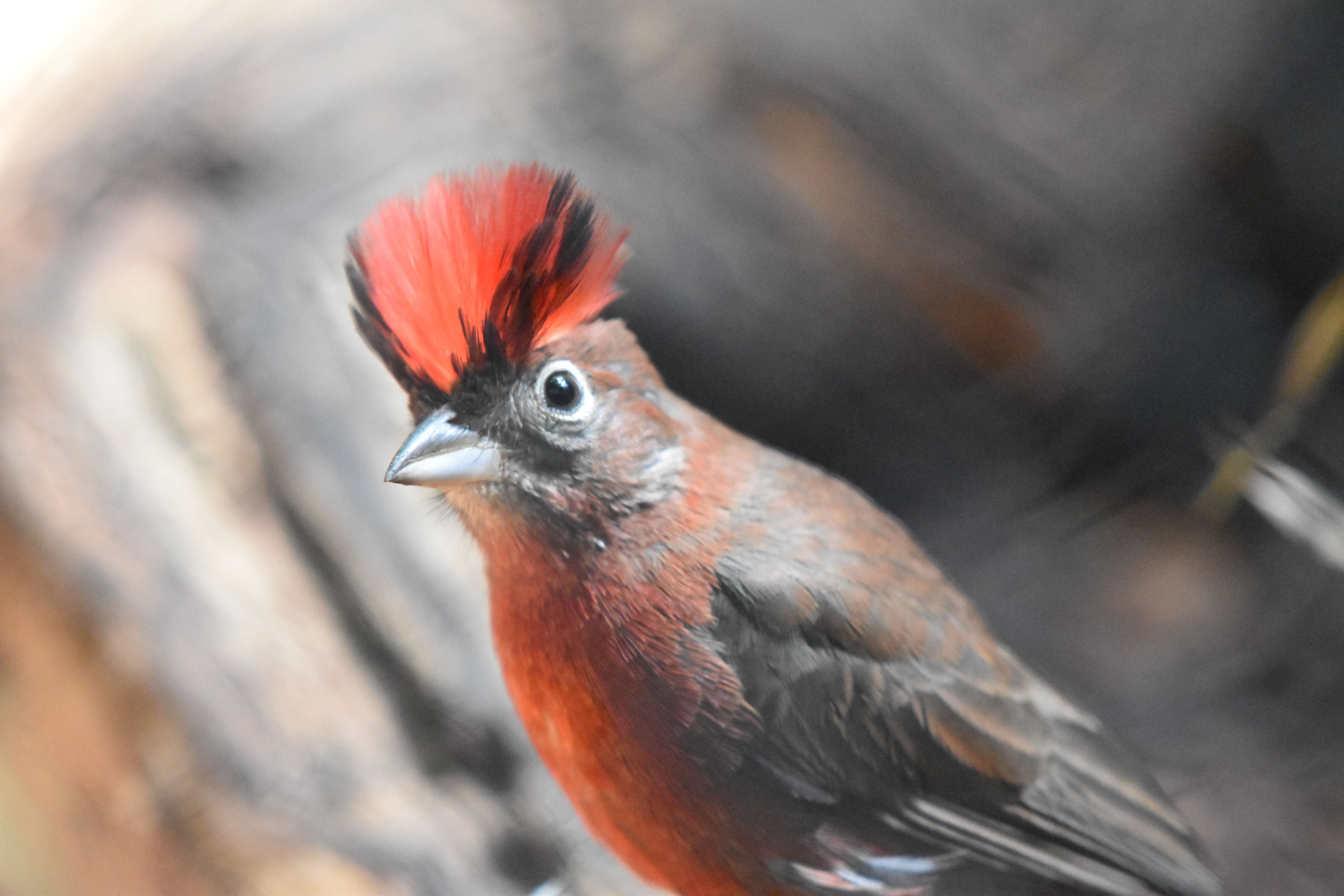 Image of Red Pileated Finch