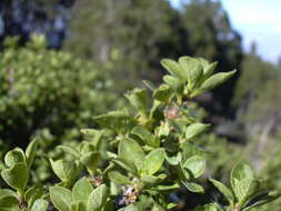 Image of alpine mirrorplant