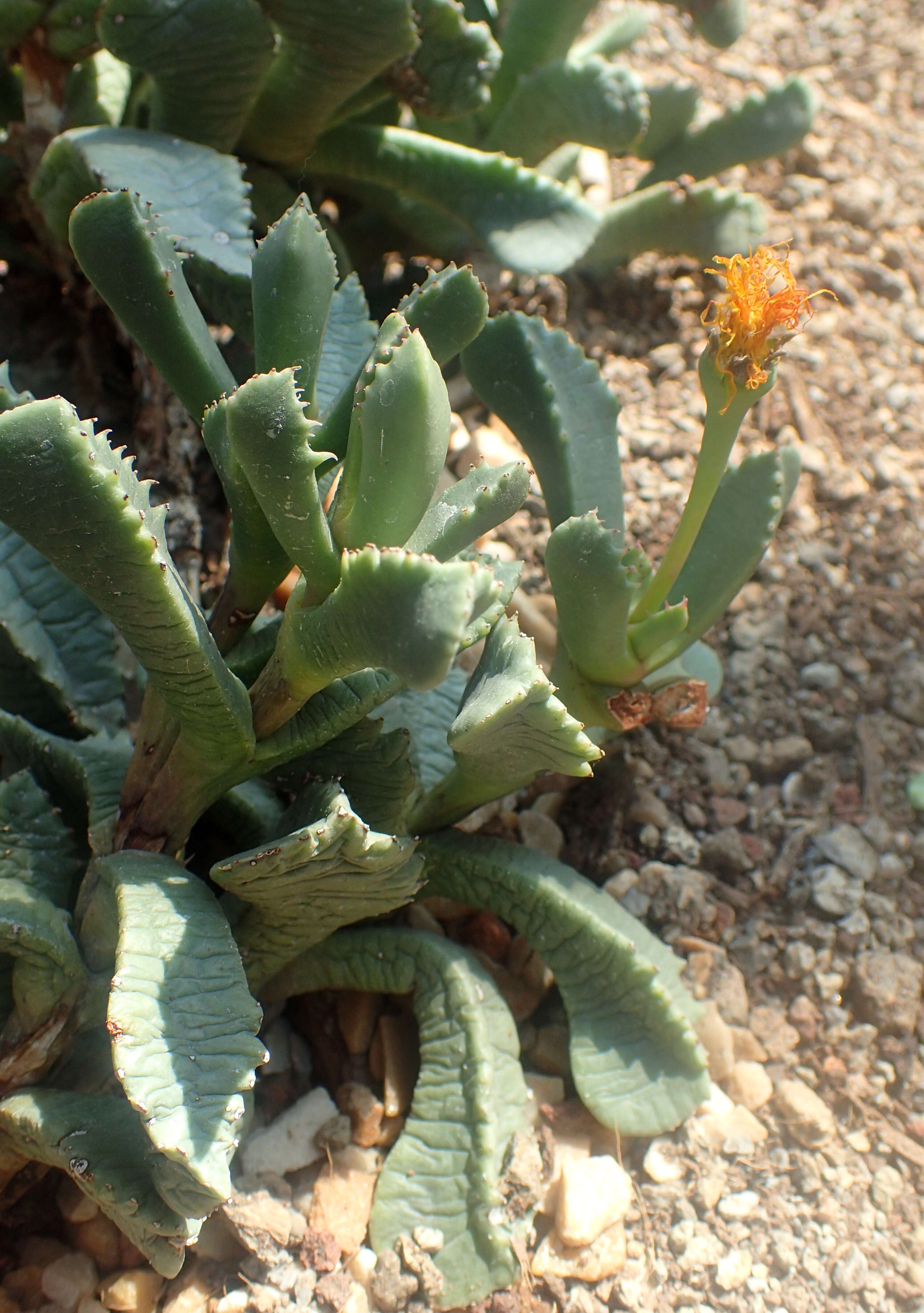 Image of Carruanthus peersii L. Bol.