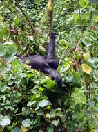 Image of Mountain Gorilla