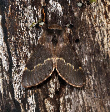 Image of Poecilocampa