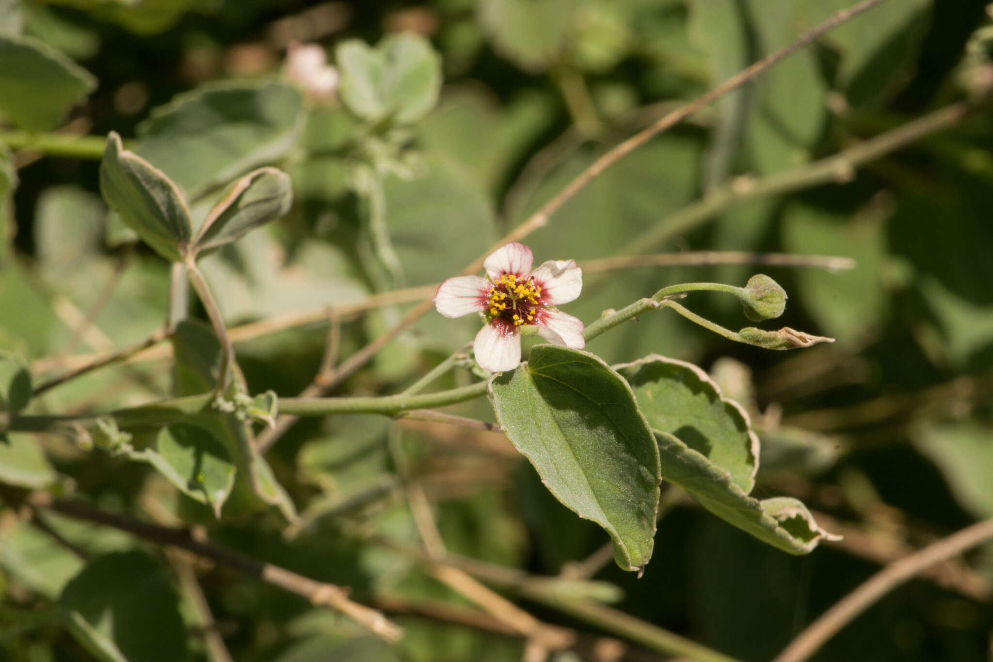 Imagem de Abutilon incanum (Link) Sweet